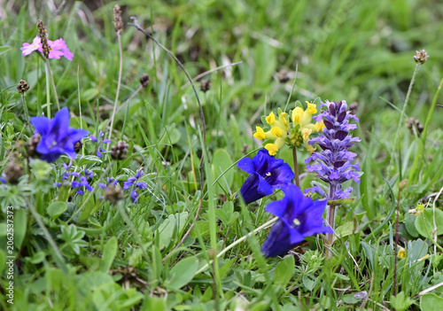 Alpenblumen
