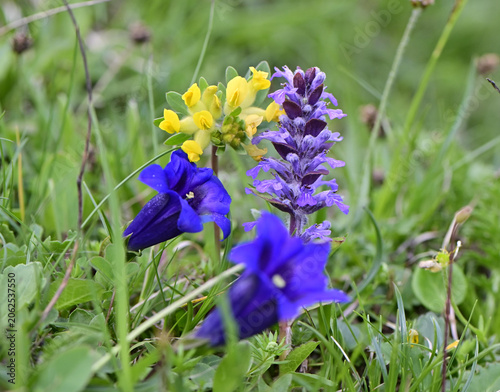 Bergblumen