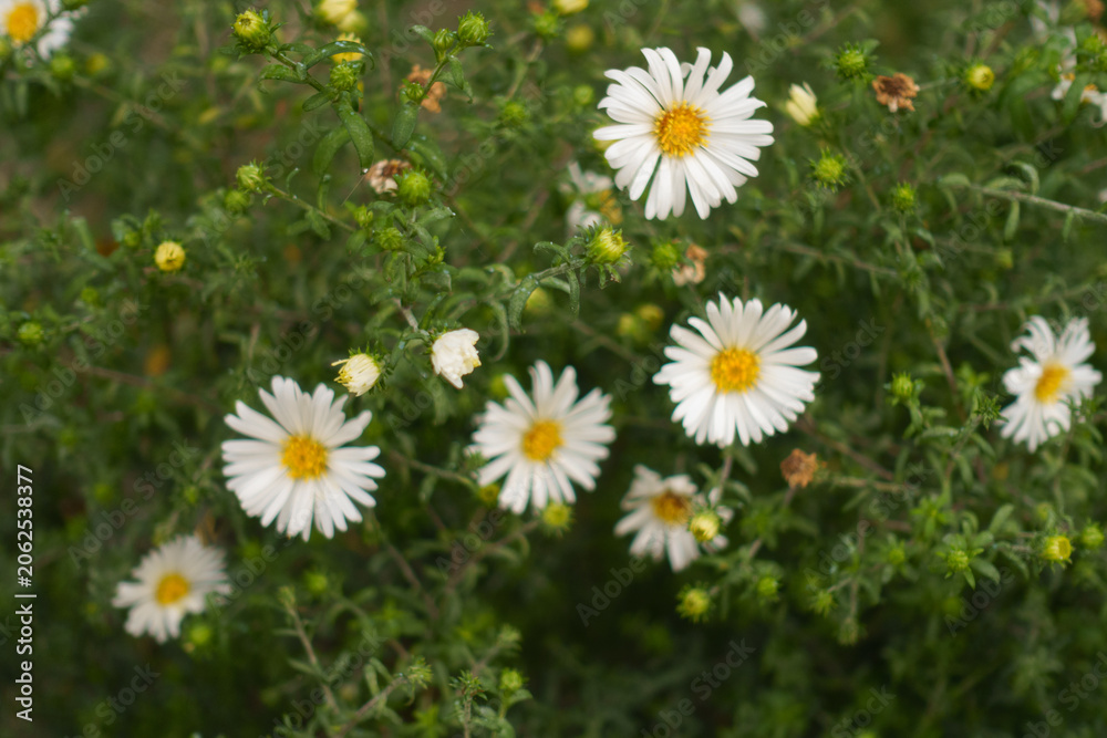 Fototapeta premium White flowers and buds of Michaelmas daisies in September