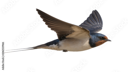 Vászonkép Barn swallow bird in flight with wings spread