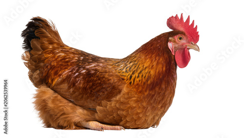 Cuadro en lienzo Brown hen with red comb and wattles sitting down