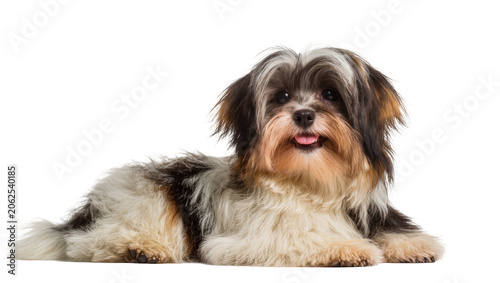 Cuadro en lienzo Long-haired tri-color dog lying down with tongue out