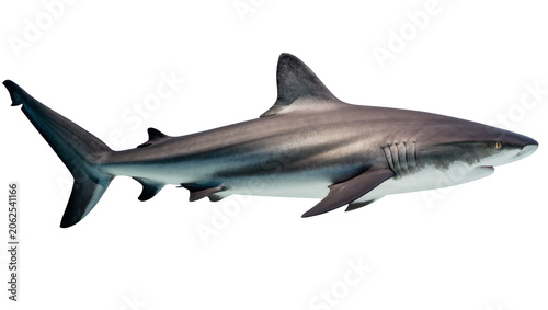 Obraz na plátně Gray Reef Shark swimming in clear blue water