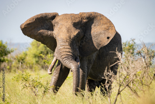 Konstfotografi Elelphant resting its trunk on its tusks