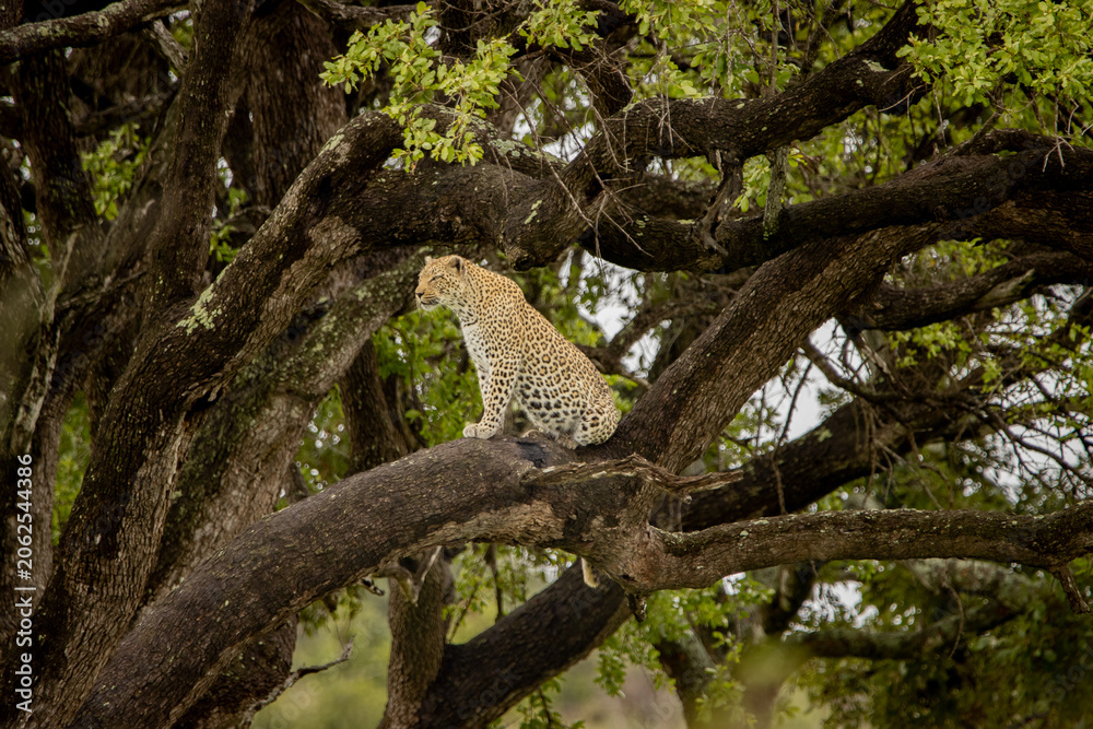 Fototapeta premium Leopard on a branch