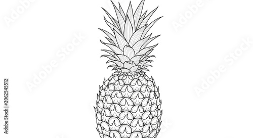 Pineapple Sketch - Outline Drawing on White Background