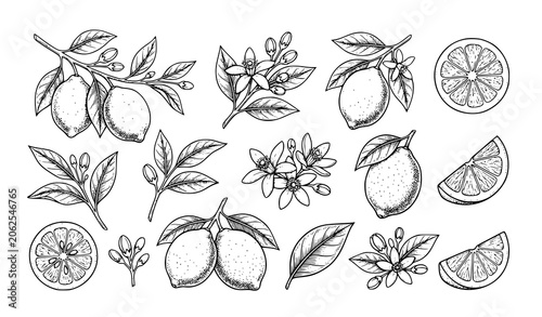 Fotografie Botanical Lemon Line Art Collection with Flowers Leaves and Citrus Fruit Sketche