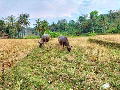A grup of large water buffalo grazing in a field. Life of buffalo countryside. Selective focus.
