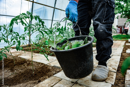 Foto Gardener removing tomato leaves and stepchildren