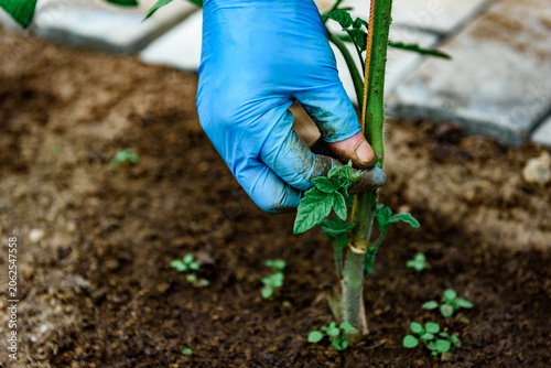 Gardener removing tomato leaves and stepchildren. Formation of bushes of flowering tomato plants, removal of lateral shoots of the plant to increase the harvest of tomatoes.