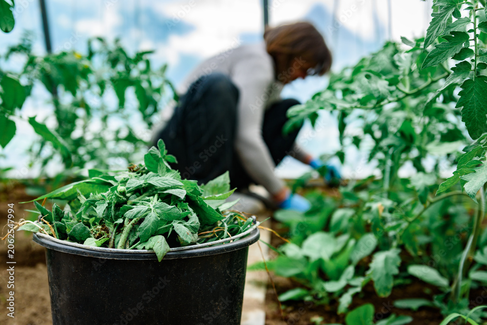 Obraz premium Gardener removing tomato leaves and stepchildren. Formation of bushes of flowering tomato plants, removal of lateral shoots of the plant to increase the harvest of tomatoes.