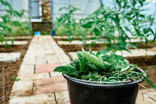 Tableau sur toile Formation of bushes of flowering tomato plants, removal of lateral shoots of the plant to increase the harvest of tomatoes