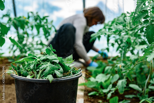 Gardener removing tomato leaves and stepchildren. Formation of bushes of flowering tomato plants, removal of lateral shoots of the plant to increase the harvest of tomatoes.