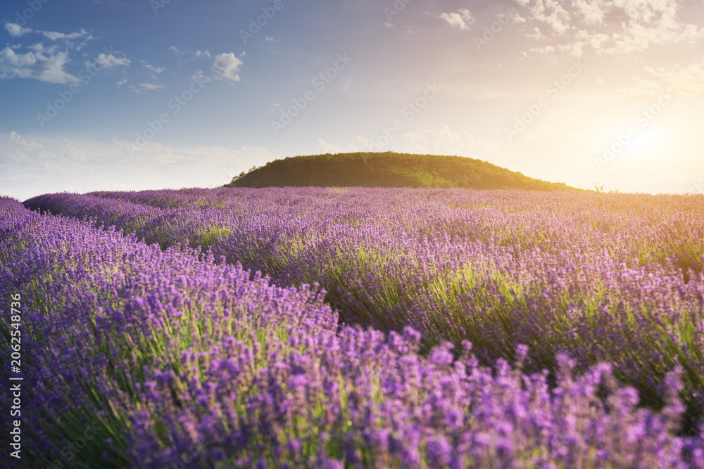 Obraz premium Beautiful blooming lavender field landscape at sunset with rolling green hills in the background. Scenic countryside view of violet flower