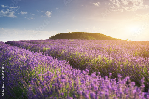 Beautiful blooming lavender field landscape at sunset with rolling green hills in the background. Scenic countryside view of violet flower