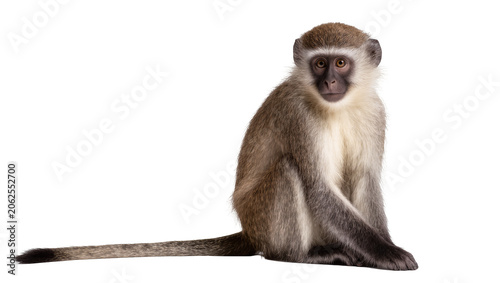 Εκτύπωση καμβά Vervet monkey sitting looking forward, light fur on chest