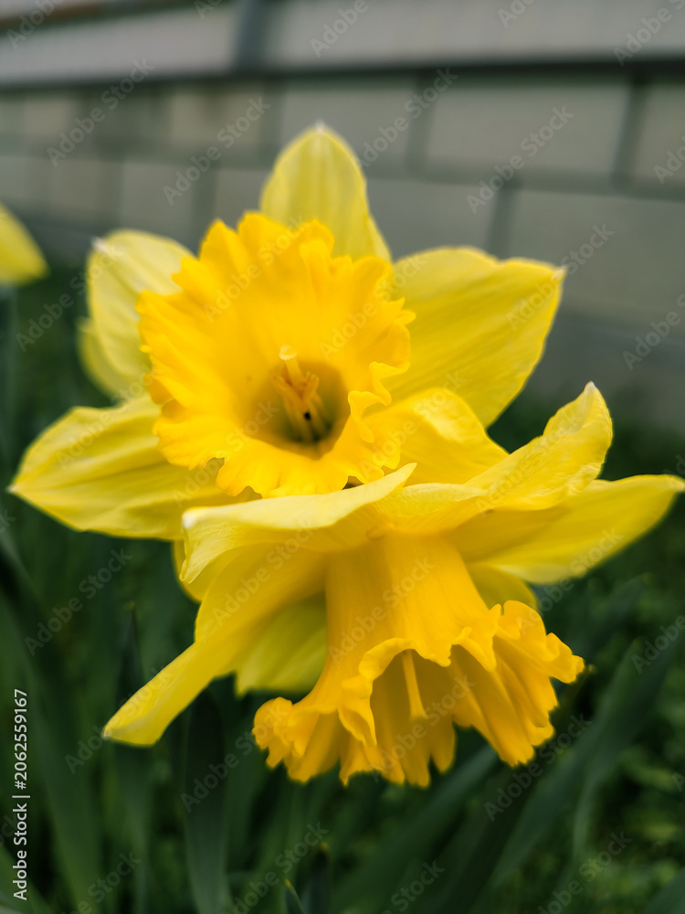 Fototapeta premium Beautiful yellow daffodil flower blooming in spring garden close up