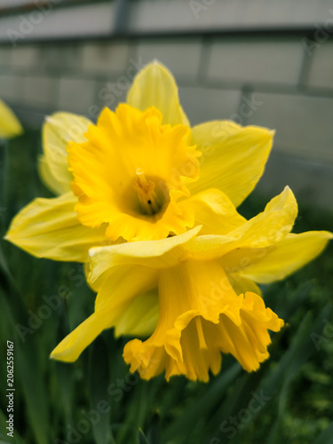 Beautiful yellow daffodil flower blooming in spring garden close up