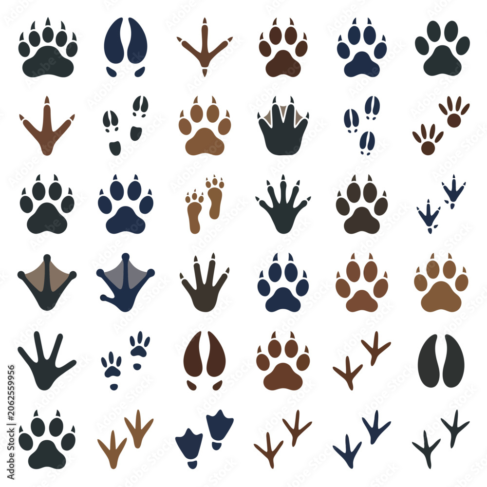 Fototapeta premium A collection of various animal footprints on a white background