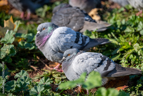 City Pigeon's feeding, living and breeding in communities. Bright iridescent, colourful plumage, 