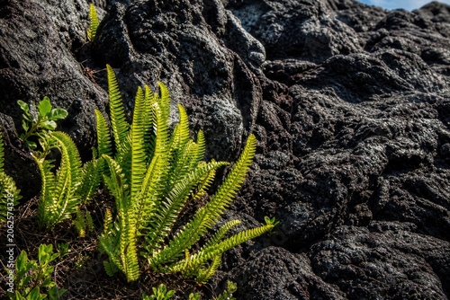Foto Vibrant green fern plants growing from black volcanic lava rock, symbolizing resilience and new life in a harsh natural environment, close-up shot with bright sunlight