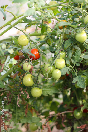 Tomatoes ripen on green branches