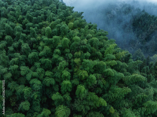 Aerial view of beautiful bamboo forest mountain landscape
