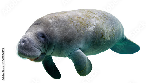 Fotografía Gray manatee with wrinkled skin and algae spots on its back