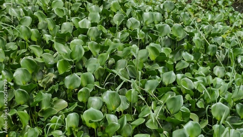 green leaves background