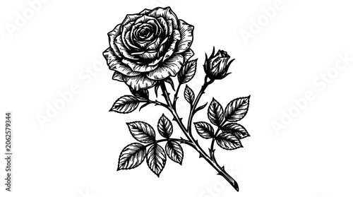 Rose Flower Botanical Ink Engraving with Detailed Leaves and Stem in Black and White Linework Featuring Line Art, Etching, Monochrome