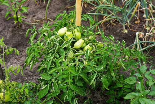 Shrub with green tomatoes.