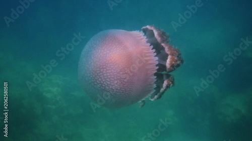 Mosaic jellyfish swimming through tropical sea water, Versuriga anadyomene drifting over coral reef floor, marine biology research, ocean wildlife background