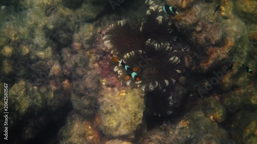 Clownfish swimming around sea anemone on coral reef, Amphiprion clarkii in natural habitat, tropical ocean biodiversity, underwater nature documentary.