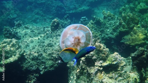 Threadfin butterflyfish Chaetodon auriga swimming near jellyfish, tropical coral reef ecosystem, clear blue water, marine biology study, underwater documentary background