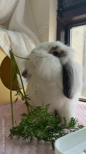 Close up of cute white bunny rabbit munching fresh herbs indoor 