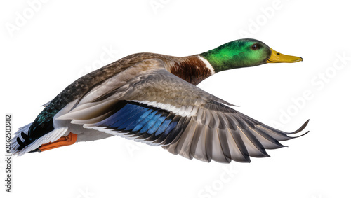Quadro su tela Mallard duck male flying with wings spread