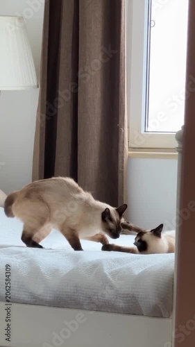 Siamese cats fighting gently on white bed indoor 