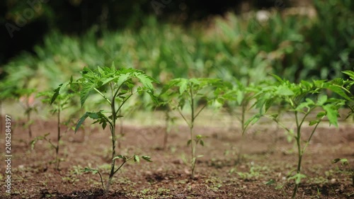 Young tomato seedlings growing in neat rows on cultivated garden bed, healthy vegetable plants developing in fertile soil.