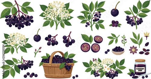 Elderberry Organic Botanical Clip Art Collection with Fresh Berries Flowers Leaves Basket and Syrup for Health and Wellness Packaging