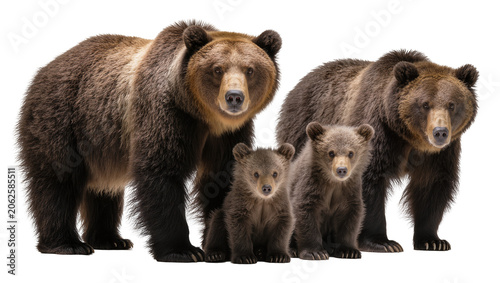 Картината върху платно Brown bear family with two cubs on white