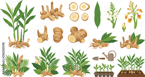 Galangal and Ginger Botanical Vector Icon Set with Fresh Rhizomes Root Slices Flowers Leaves Seedlings and Gardening Tools Graphics