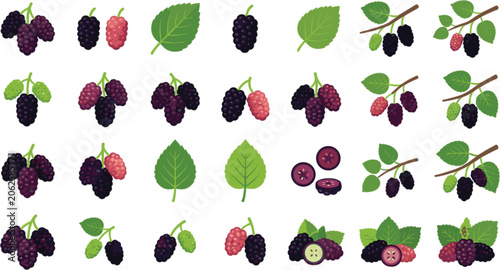 Photos Mulberry Botanical Flat Vector Icon Set Featuring Ripe Berries Unripe Fruits Iso