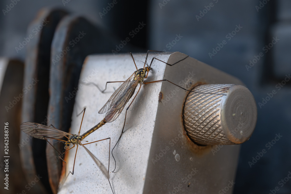Obraz premium Two crane flies resting on a weathered metal latch