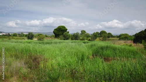 Les Madrigueres wetland reserve with reed marshes and protected bird habitat near Sant Salvador in Catalonia Spain
