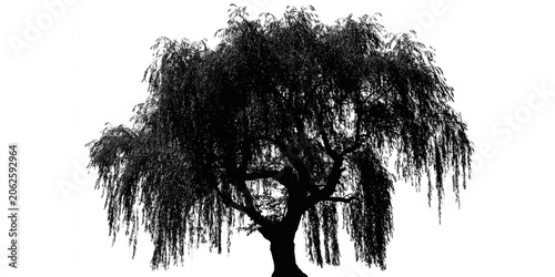 Foto A black silhouette of a weeping willow tree isolated on transparent background w
