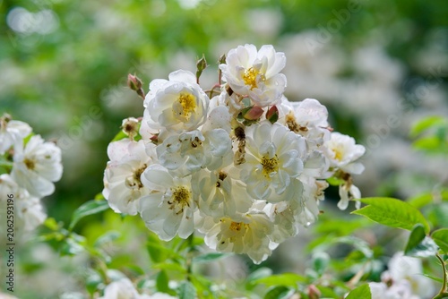 Valokuva Weiße Blüten der Ramblerrose Lykkefund im Frühling, teilweise verblüht