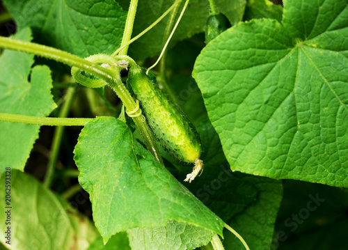 Branch with green cucumber.