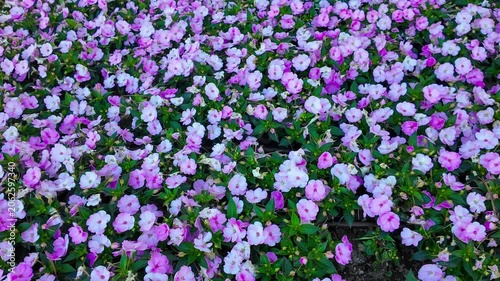 A densely planted flower bed with many pink blooming impatiens flowers. Natural garden view.