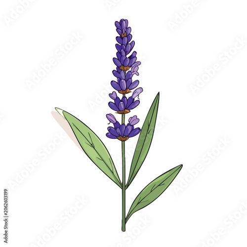 Hand drawn watercolor illustration of a single lavender flower stem.