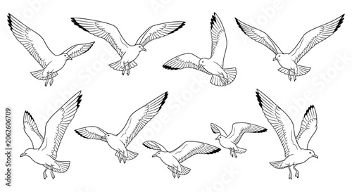 Photography Seagull Line Art A Collection Of Flying Birds In Black And White
